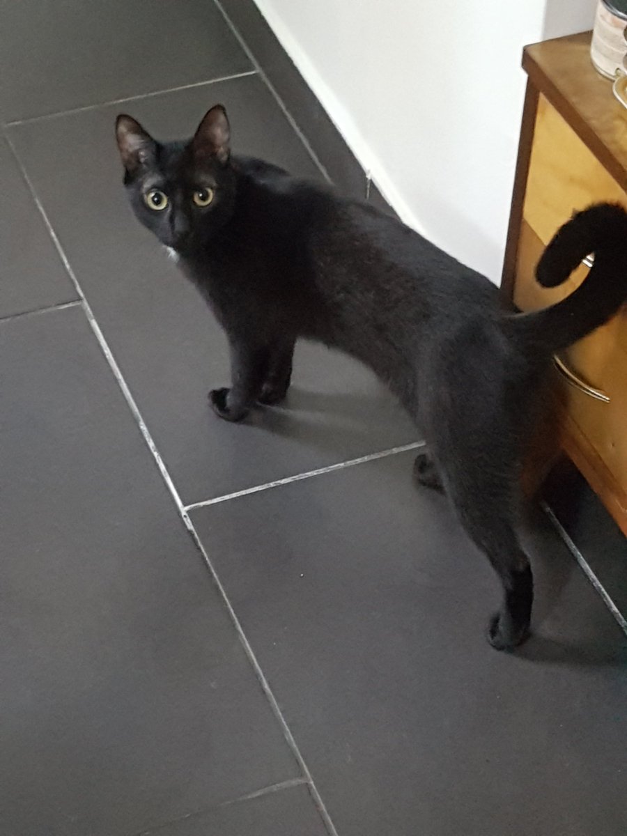 miaandtonycats's tweet photo. STOP ! ๐ซ๐ซ๐ซ๐ซ๐ซ
#CatsOfTwitter #CatsOnTwitter #BlackCat #plottingcat https://t.co/n3vjCuugWr