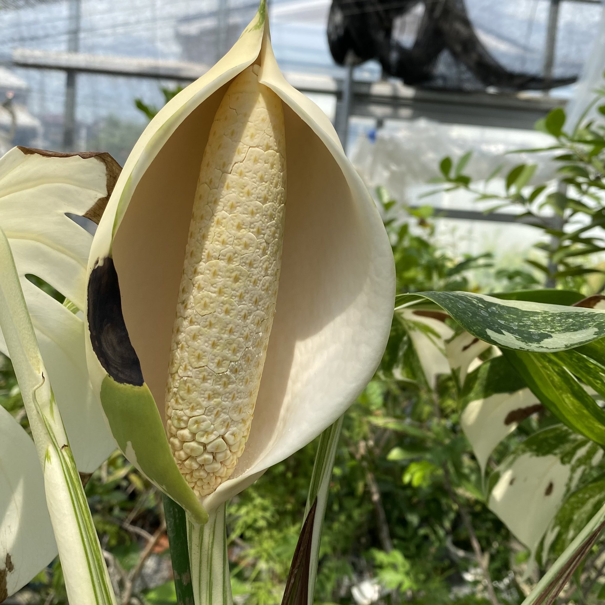 モンステラの花 Twitter Search Twitter