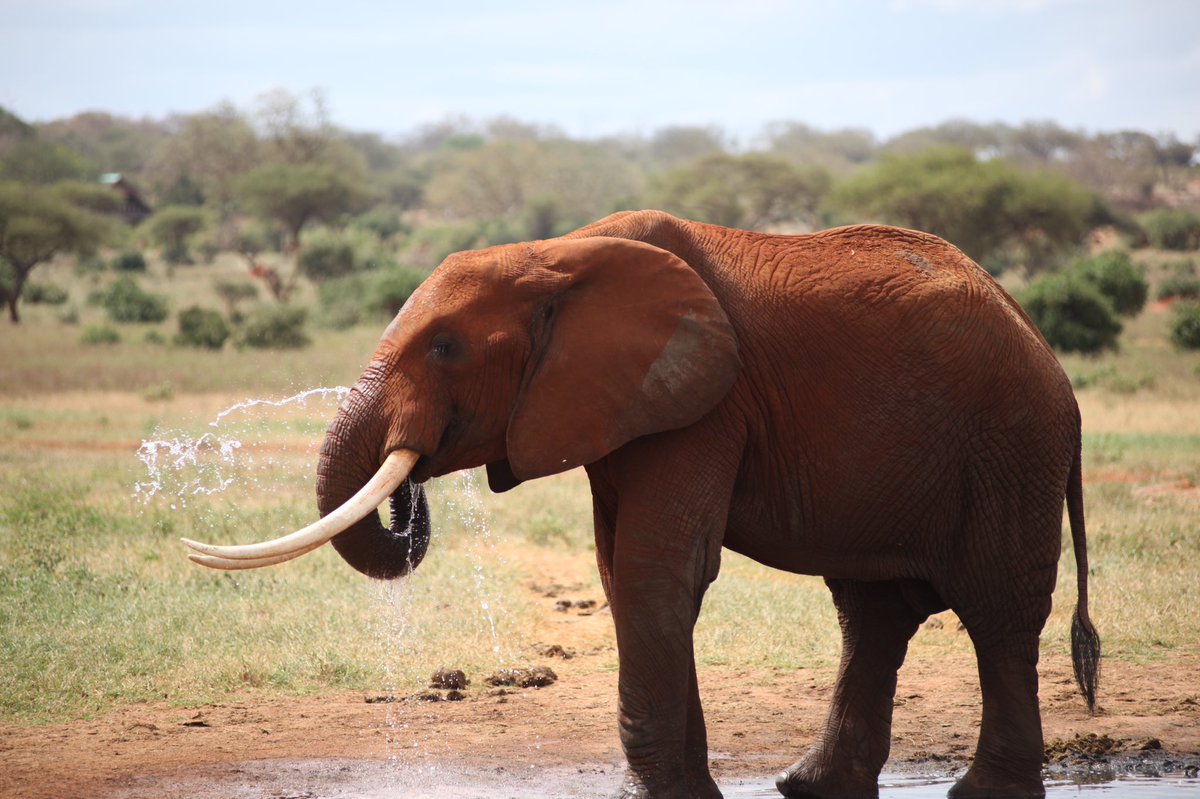 KWSKenya's tweet photo. What is the difference between the African elephant and the Asian elephant?

Photo Credit: savetheelephantfoundation

#WorldElephantDay #ZuruKenyaParks #SaveTheTembo https://t.co/k6AOmyXbwj