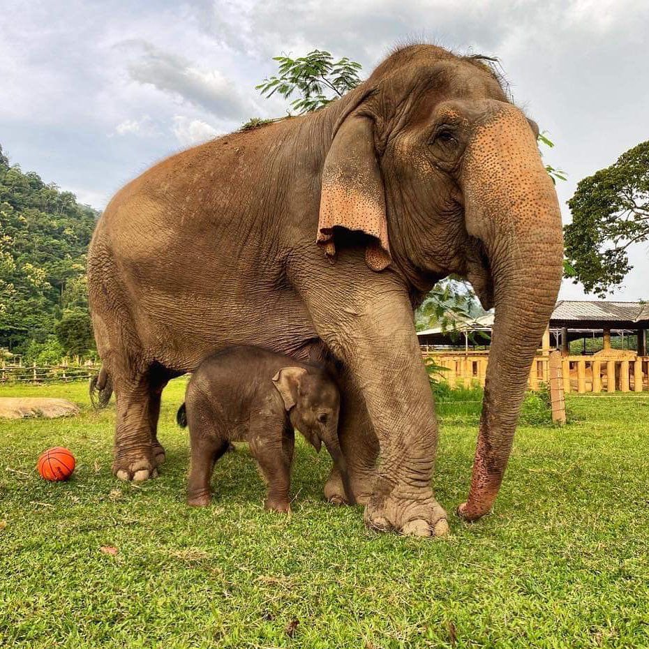 KWSKenya's tweet photo. What is the difference between the African elephant and the Asian elephant?

Photo Credit: savetheelephantfoundation

#WorldElephantDay #ZuruKenyaParks #SaveTheTembo https://t.co/k6AOmyXbwj
