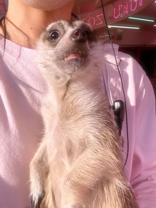 ミーアキャットのいる生活のtwitterイラスト検索結果