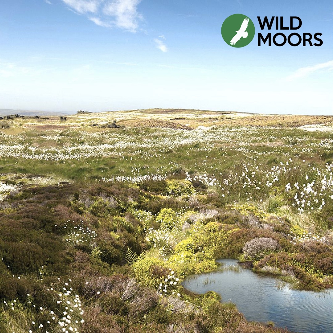 wildmoorsuk's tweet photo. An abundance of benefits are unlocked for nature, climate and people when moors are restored:

🐦 Wildlife and biodiversity
🌍 Carbon storage
🏘️ Flood protection
🚰 Clean water
💷 Employment and economic value

Retweet if you agree it's time to turn grouse moors into wild moors. https://t.co/i33xKRjaEh