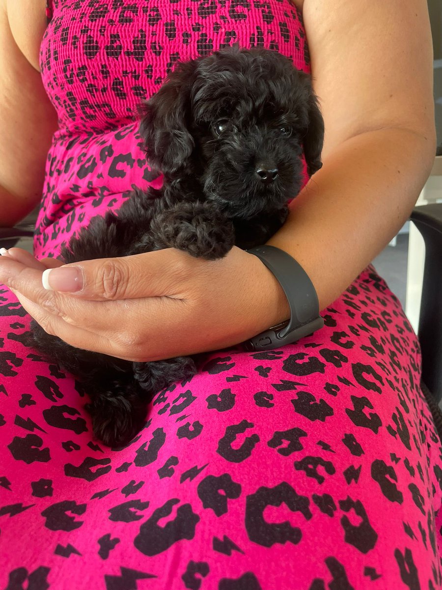 Shouldn’t all offices have a resident puppy? 

Welcome to the Athene team little Poppy 💗😍

#OfficePuppies
