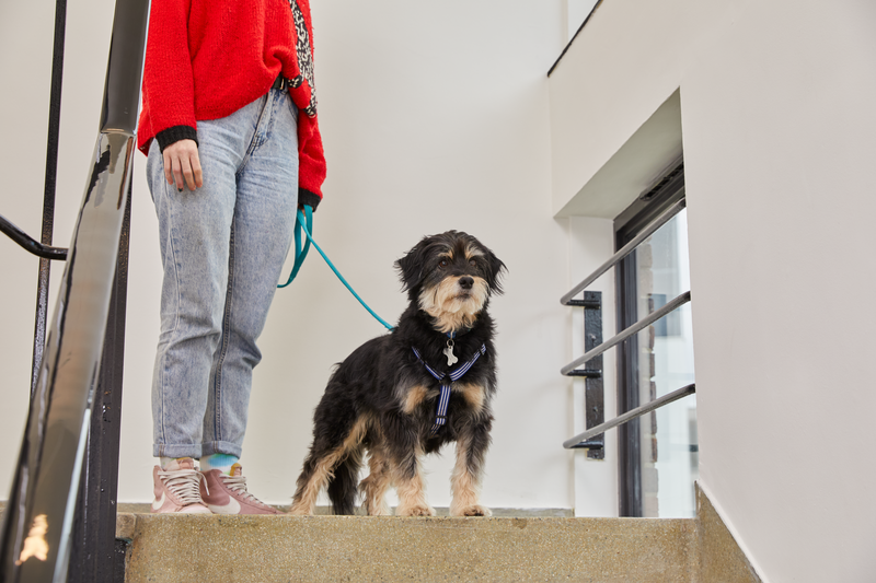 DogsTrust's tweet photo. With adoption numbers dropping because people can’t afford to take on a new dog, this does have the potential to lead to a housing crisis for the nation’s dogs. 😢🐾

More ➡️ https://t.co/hSVsDDOYdj https://t.co/3y3crDMYDY