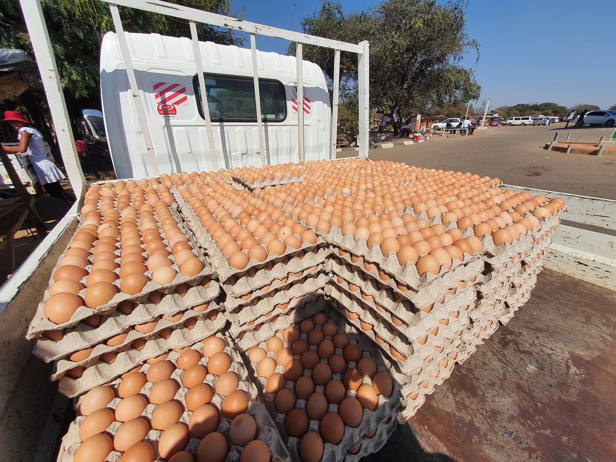 Fresh Eggs available at Graceroots <a href="/PhiriDivah/">Divah Phiri</a> <a href="/darlingtonh3/">Darlington Hukuimwe</a> <a href="/HukuimweLinda/">Linda Hukuimwe</a> <a href="/Axecure_sneaker/">𝗔𝘅𝗲𝗰𝘂𝗿𝗲 🙂</a> <a href="/magic_wacho/">Magic Wacho🕺</a> <a href="/kebby971/">Kebby</a>