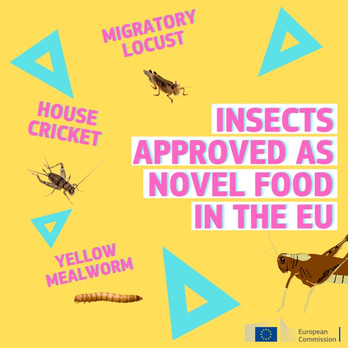 Visual describing the three insects approved as novel food in the EU: Migratory locust, house cricket and yellow mealworm. 