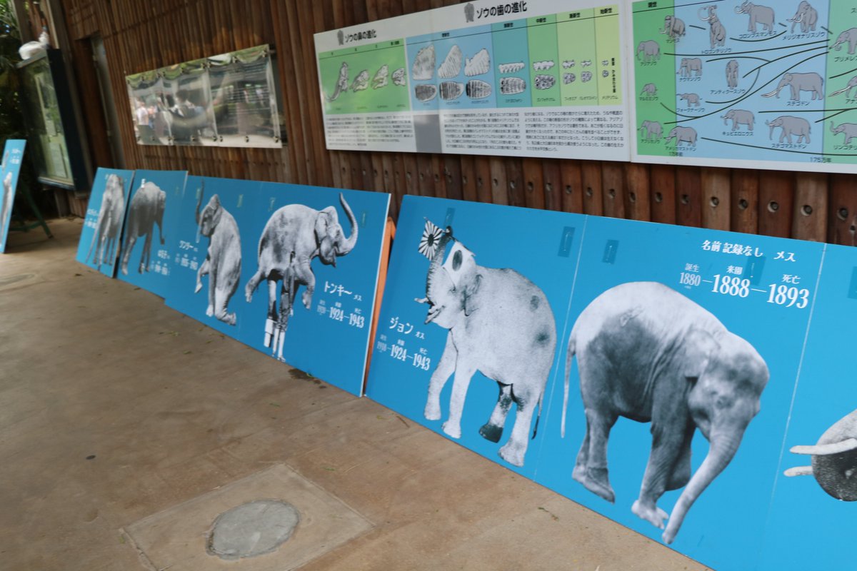 上野動物園 ZOO ALBUM 昭和47年3月 レトロ 資料｜Yahoo!フリマ