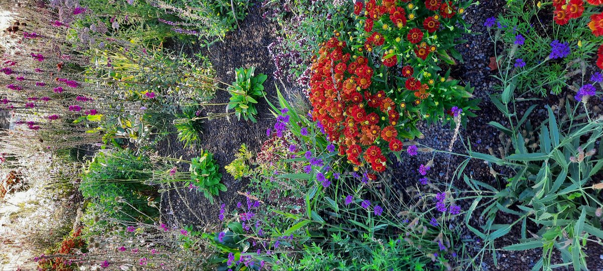 avcensor's tweet image. @gemeenteweert 
Kasteelpark Nijenborgh is mooi.
De bloemen en planten zijn prachtig. Complimenten!