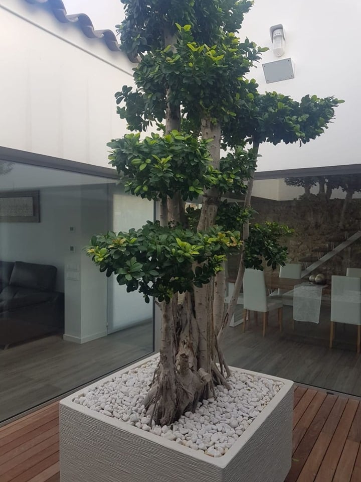 jardindalmau's tweet photo. #Decoramos una terraza con un #macro #bonsai.Tu también puedes tener uno en tu #jardin o #terraza #Visitanos https://t.co/gTAOHCRIL6