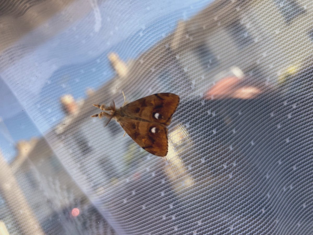 OakR86's tweet photo. Can anyone on here tell me what this beauty is? @ChrisGPackham @IoloWilliams2 https://t.co/s4L6OHWFXY