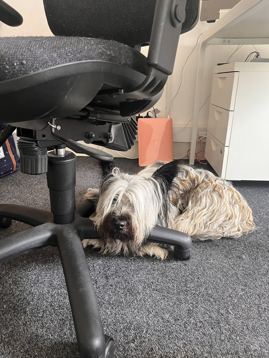 joininchina's tweet image. #fridaymorning blaming heat got to me as poss best not to think about all headlines(#whereisthegoodnews ) and let’s see how #skyeterriers coping with the heat