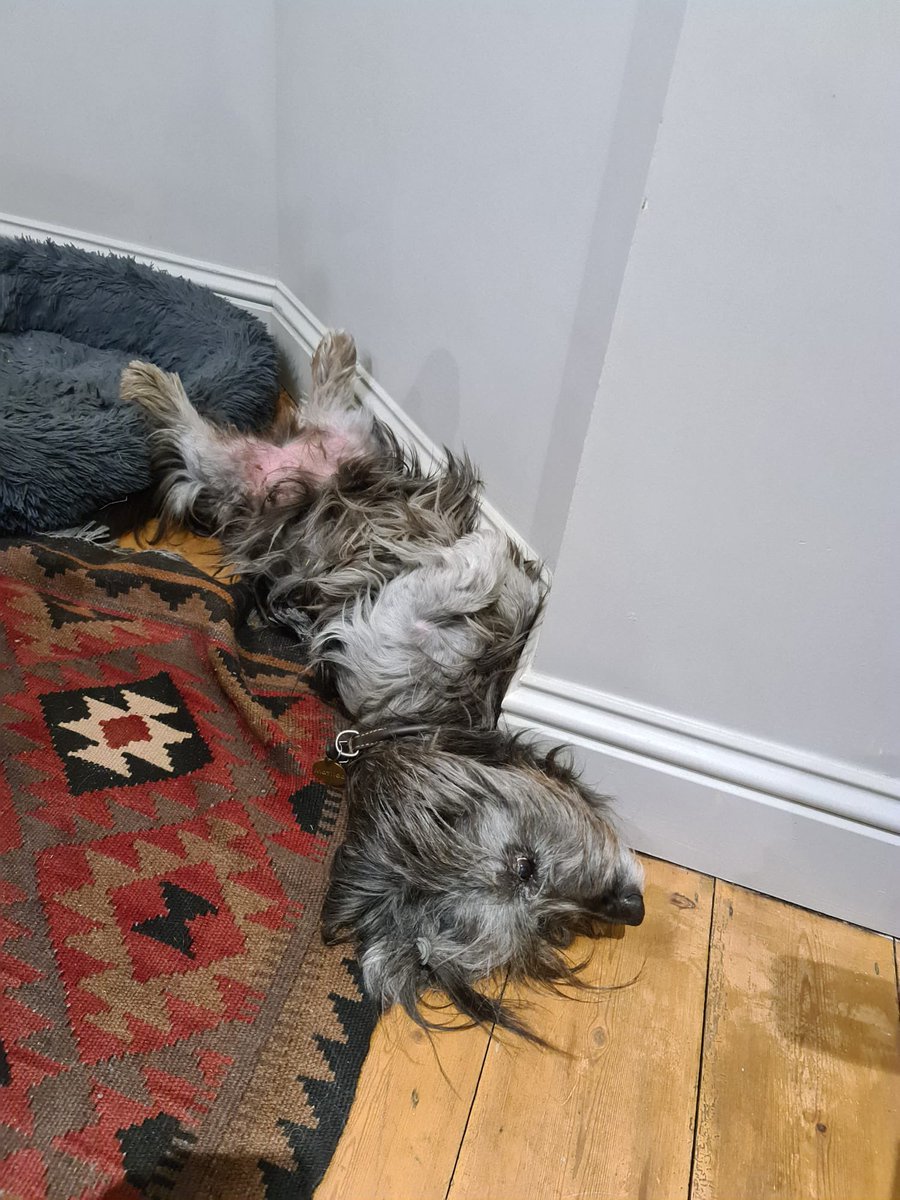 joininchina's tweet image. #fridaymorning blaming heat got to me as poss best not to think about all headlines(#whereisthegoodnews ) and let’s see how #skyeterriers coping with the heat