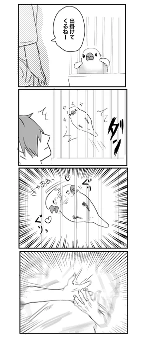 出掛けたくなくなる #文鳥 