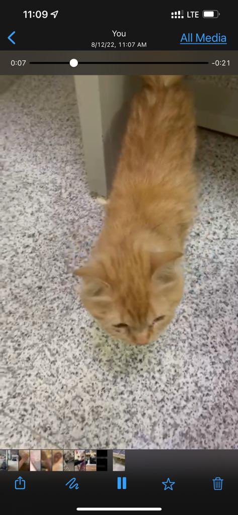 Yumnaraohanif's tweet photo. Riyadh Al Manar district. Behind yamama hospital. 
1 year old female,abandoned/lost cat. contact here if she’s yours 
0534522107(only watsapp)

@TbnaaCats @RiyadhCats @RiyadhShelter @Ehsan_Team @RafahVoluntary @refq_ksa @ekb_9 @smaljohani @Bnota1886 @rt_10000000 @AbdullahFarahat https://t.co/b78QBpxLZ8