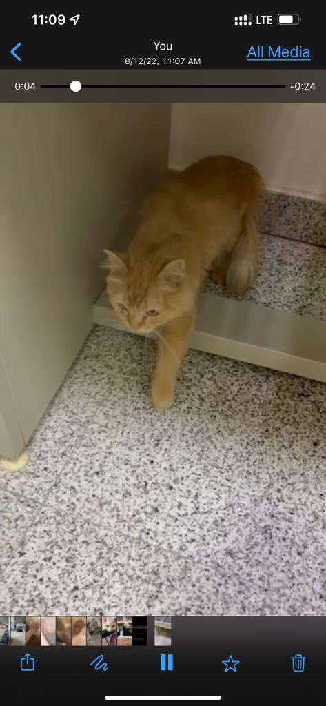Yumnaraohanif's tweet photo. Riyadh Al Manar district. Behind yamama hospital. 
1 year old female,abandoned/lost cat. contact here if she’s yours 
0534522107(only watsapp)

@TbnaaCats @RiyadhCats @RiyadhShelter @Ehsan_Team @RafahVoluntary @refq_ksa @ekb_9 @smaljohani @Bnota1886 @rt_10000000 @AbdullahFarahat https://t.co/b78QBpxLZ8