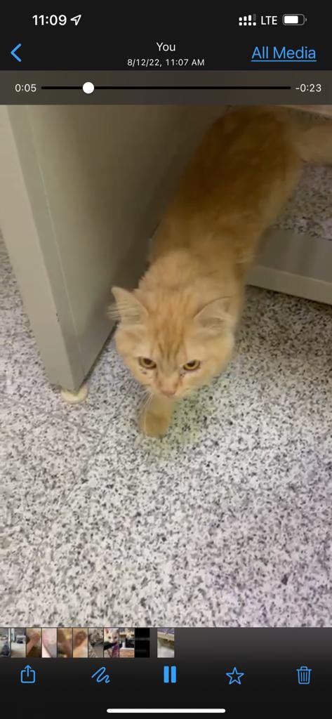 Yumnaraohanif's tweet photo. Riyadh Al Manar district. Behind yamama hospital. 
1 year old female,abandoned/lost cat. contact here if she’s yours 
0534522107(only watsapp)

@TbnaaCats @RiyadhCats @RiyadhShelter @Ehsan_Team @RafahVoluntary @refq_ksa @ekb_9 @smaljohani @Bnota1886 @rt_10000000 @AbdullahFarahat https://t.co/b78QBpxLZ8