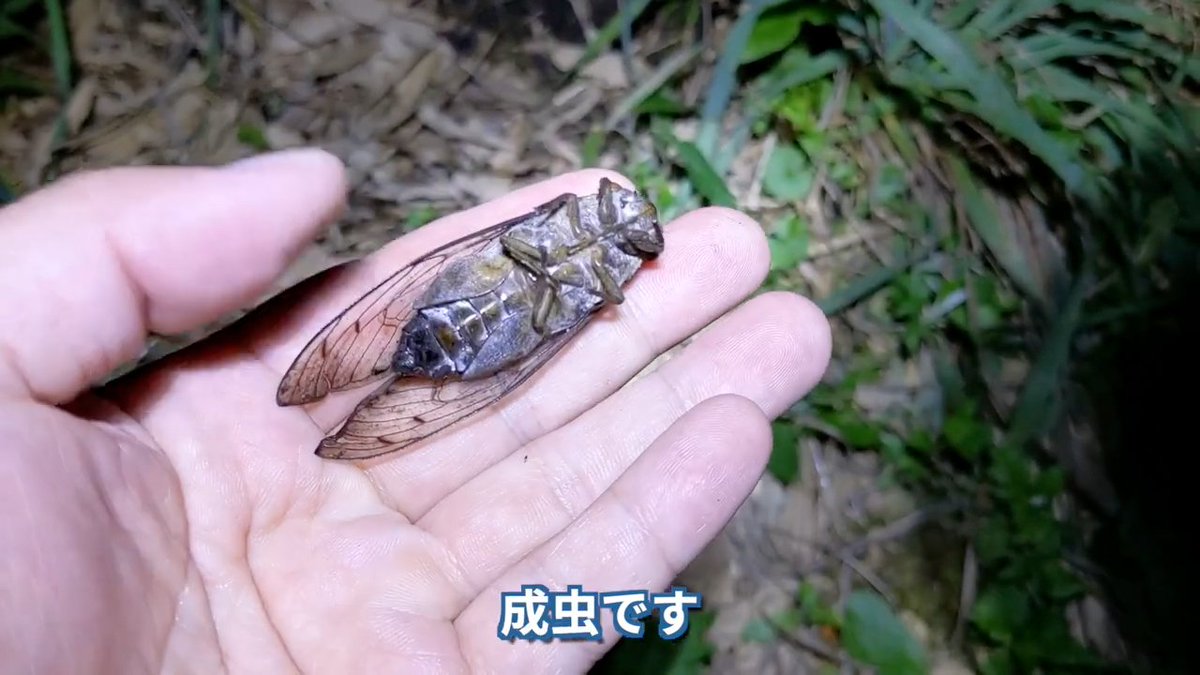 YouTube】輸入された観賞用の竹についてこっそり日本に入ってきたとい