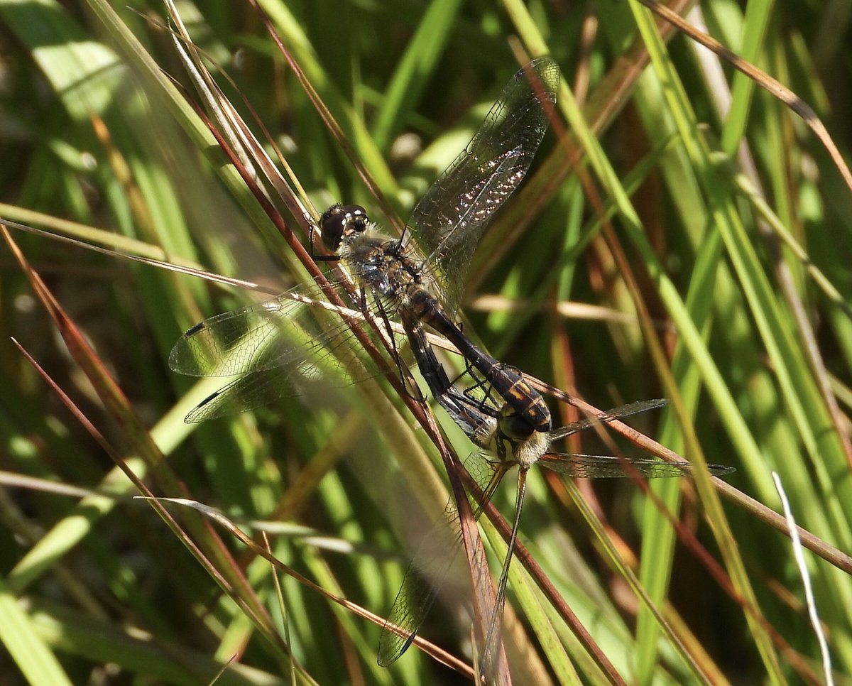 Small, zippy and a lot less noticeable than their brighter cousins but I love these Black darter on Exmoor’s mires