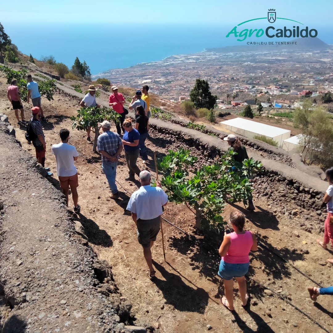 AgrocabildoTfe's tweet photo. #HIGUERAS | Ayer visitamos la colección de variedades de higueras del #CCBAT en la finca Las Haciendas, en Candelaria 🌿
👉 La visita acabó con una degustación de distintas variedades y el intercambio de opiniones y dudas entre los asistentes.
#ExtensiónAgraria #LasHaciendas https://t.co/voeNw6faCi