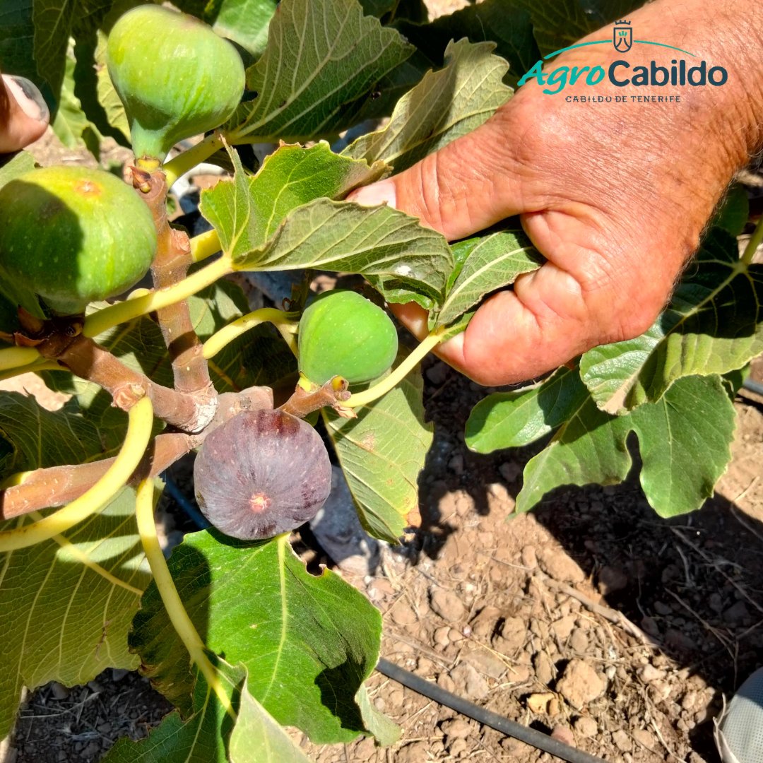 AgrocabildoTfe's tweet photo. #HIGUERAS | Ayer visitamos la colección de variedades de higueras del #CCBAT en la finca Las Haciendas, en Candelaria 🌿
👉 La visita acabó con una degustación de distintas variedades y el intercambio de opiniones y dudas entre los asistentes.
#ExtensiónAgraria #LasHaciendas https://t.co/voeNw6faCi