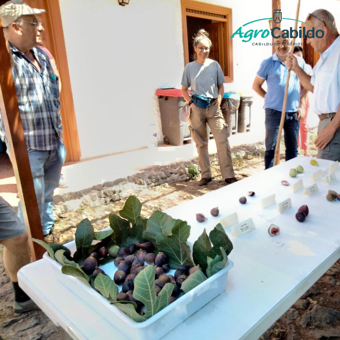 AgrocabildoTfe's tweet photo. #HIGUERAS | Ayer visitamos la colección de variedades de higueras del #CCBAT en la finca Las Haciendas, en Candelaria 🌿
👉 La visita acabó con una degustación de distintas variedades y el intercambio de opiniones y dudas entre los asistentes.
#ExtensiónAgraria #LasHaciendas https://t.co/voeNw6faCi