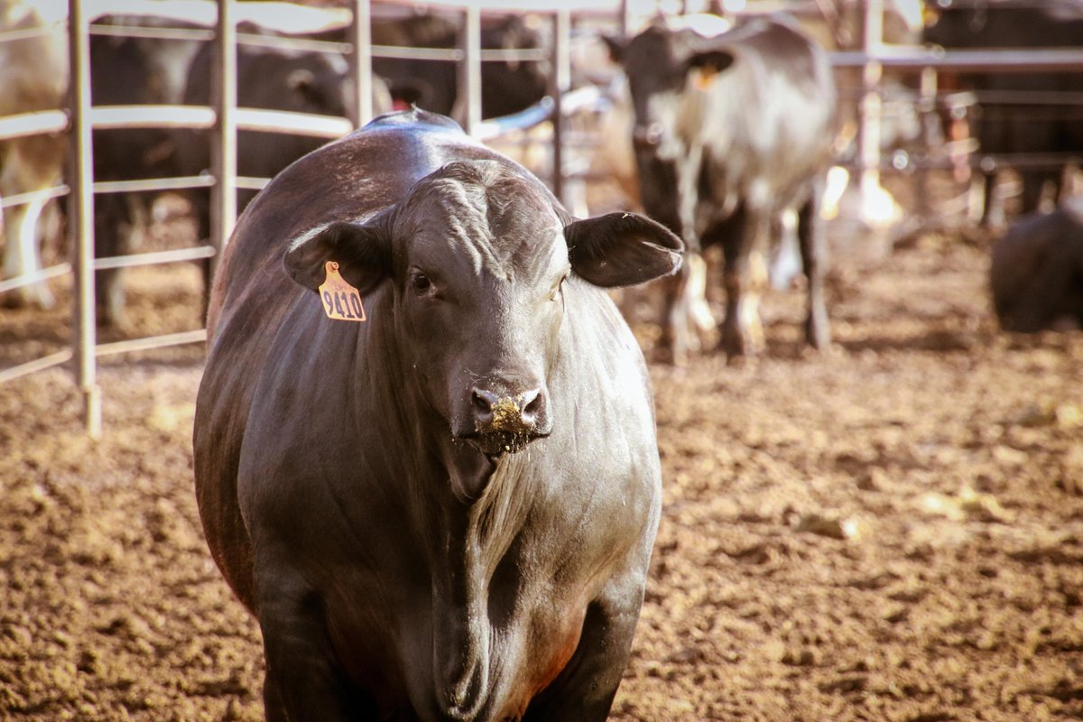 Beef is an excellent source of complete, high-quality protein, providing all essential amino acids that help strengthen and sustain the body for optimal health.