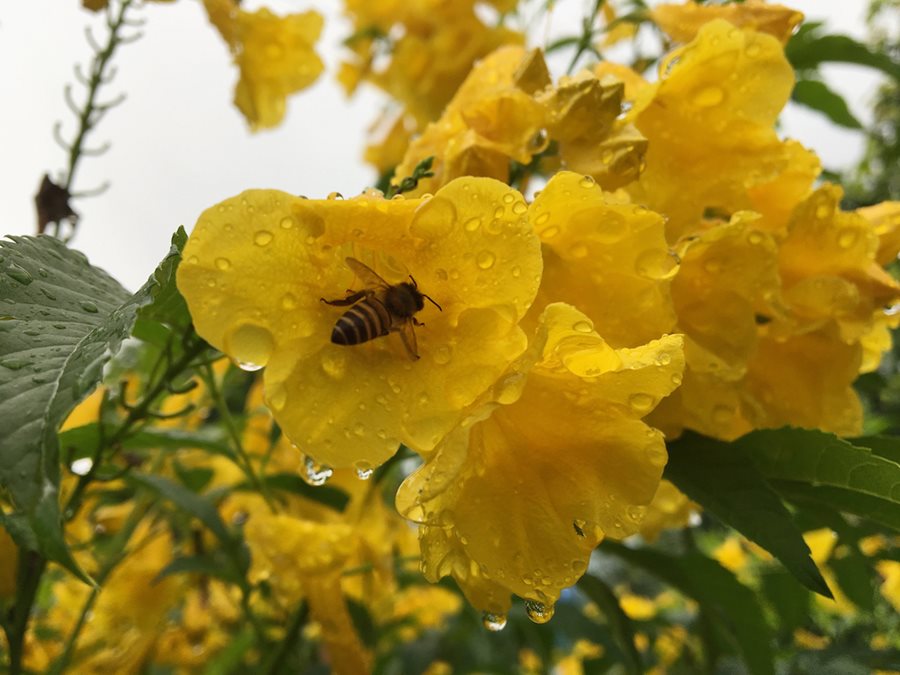 This bee is having a happy #FlowerFriday thanks to these esperanza flowers!

Learn more about this flowering shrub ow.ly/bGHe50KiknZ
