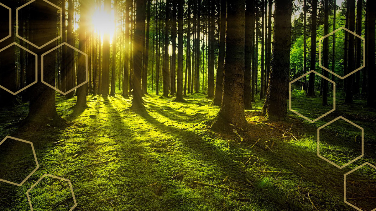 "If you know you have harmed the earth, know that you can heal it."

Rabbi Louis Polisson of <a href="/OrAtid/">Congregation Or Atid</a> writes this week for the #ShmitaBlog about Parshat Va-Etḥanan, Shabbat Naḥamu, and Tu Be-Av.

Read the full piece on our blog. ow.ly/B1FR50KhXjS