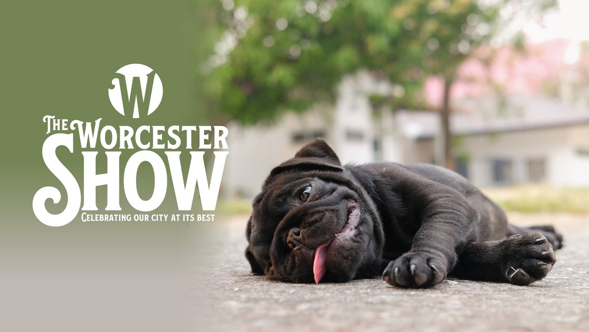 myworcester's tweet image. The @WorcShow at Pitchcroft on Sunday will be great fun for all the family, but it's going to be too hot for dogs. We've had to cancel the dog show &amp;amp; we're asking pet owners not to bring their pooches - 31C will be too much for them!
@VisitWorcester @VisitWorcs @WorcesterTIC