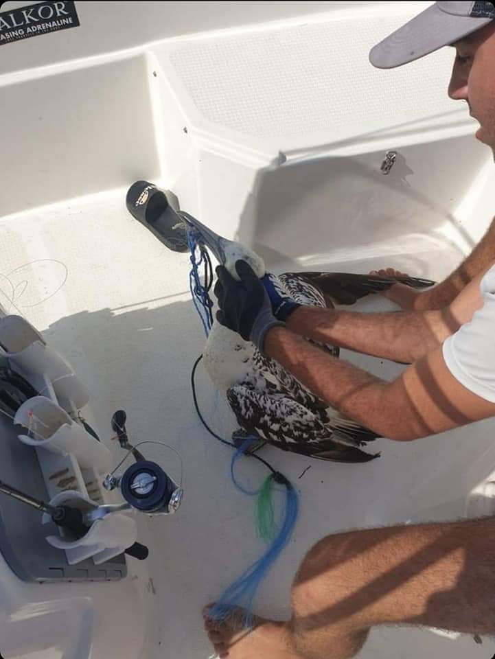 Ecstatic as we continue awarding Nautilus #marineliferescuer to people within our community Christian Balban-Torres rescued a #northerngannet completely entangled in fishing gear We cannot applaud this type of swift action enough #nemo #gibraltar #citizenscience #wildliferescue