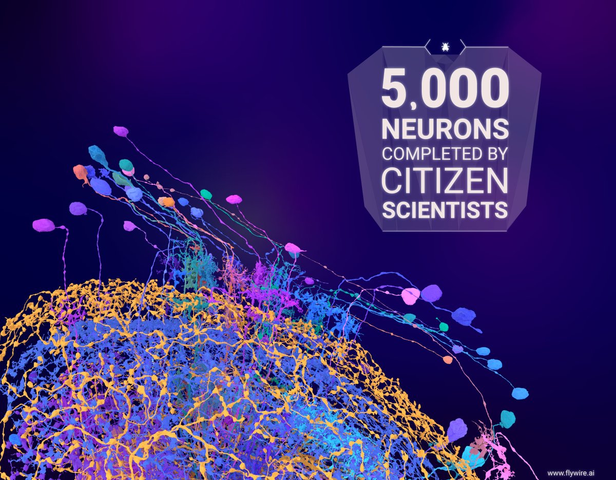 FlyWireNews's tweet photo. Congratulations to the citizen scientists in FlyWire who recently proofread their 5,000th neuron and have together made over 75,000 edits! The left optic lobe is now 20% proofread. https://t.co/dxn1KTXb8g https://t.co/AszlqdQNTK