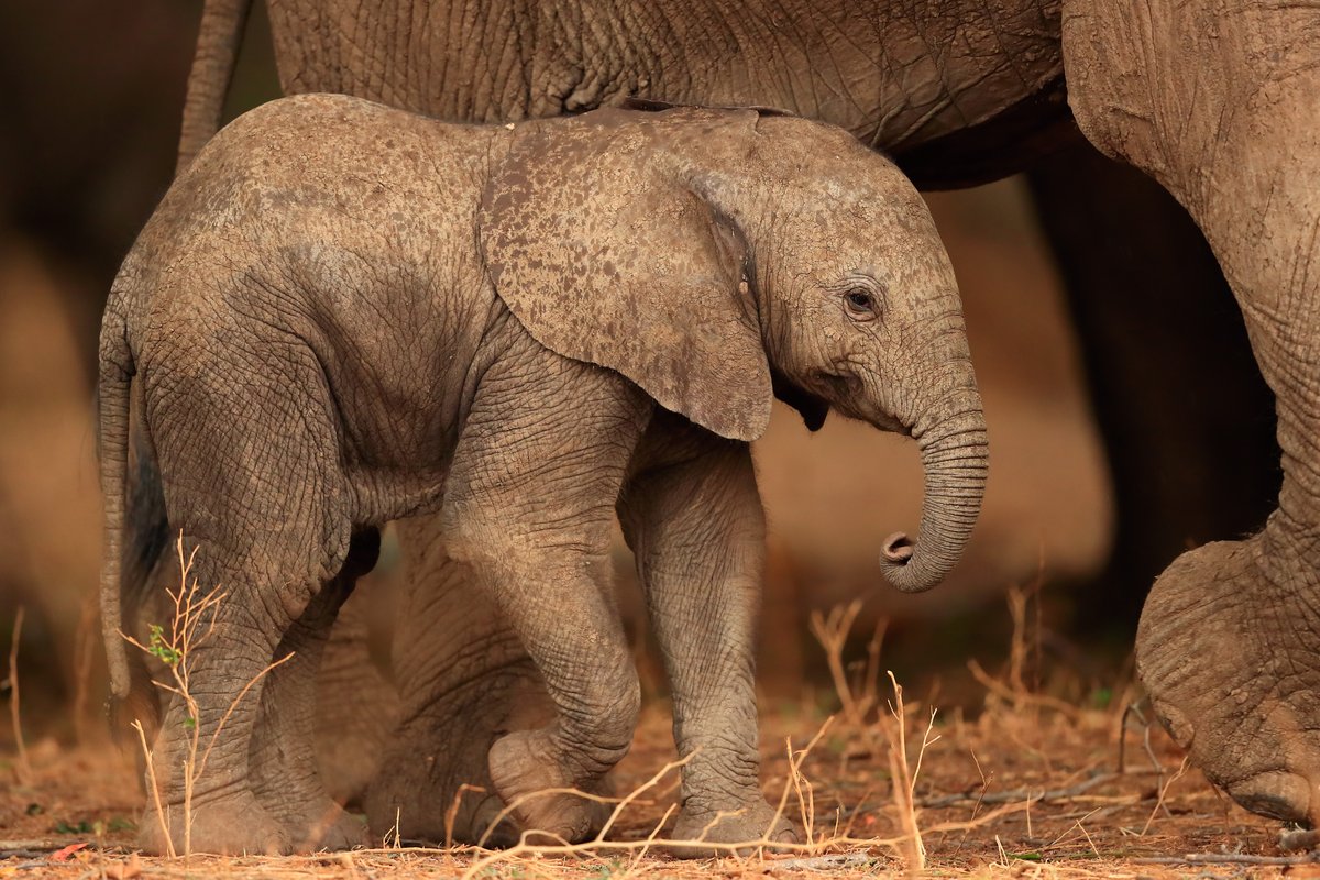 wildlifeww's tweet photo. Today is World Elephant Day! Join us and celebrate the largest land animals on Earth. Did you know there are actually 3 distinct species of elephant - savanna, forest, and Asian elephants? https://t.co/QKISJbbYKn