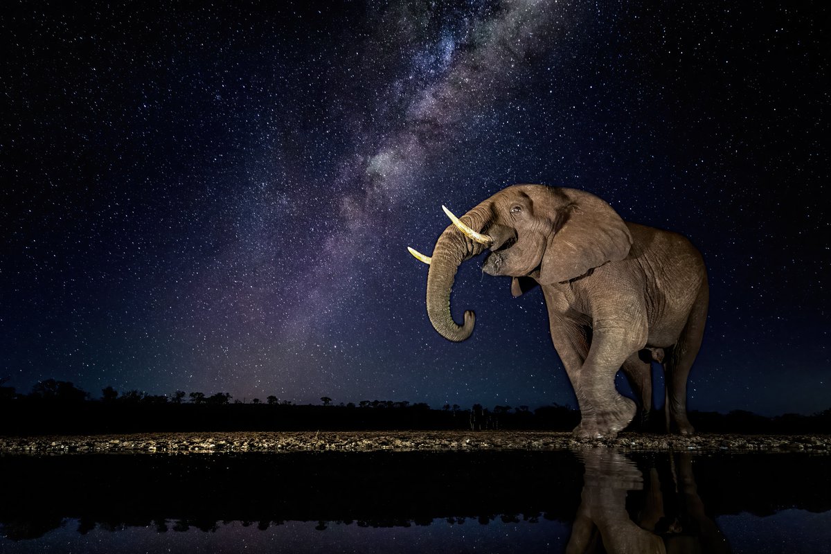 wildlifeww's tweet photo. Today is World Elephant Day! Join us and celebrate the largest land animals on Earth. Did you know there are actually 3 distinct species of elephant - savanna, forest, and Asian elephants? https://t.co/QKISJbbYKn