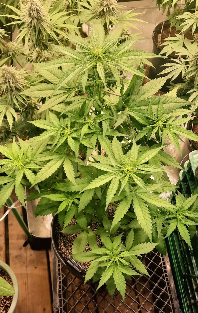 thechronicthumb's tweet photo. Hey #CannaFam this be #GirlScoutCookies by @Fast_Buds Flowering underway #CanadianCannabis #ĢrowOrganic #GaiaGreen #GroTek #Mmemberville #CannabisCommunity #420community https://t.co/osqfD0Ie45