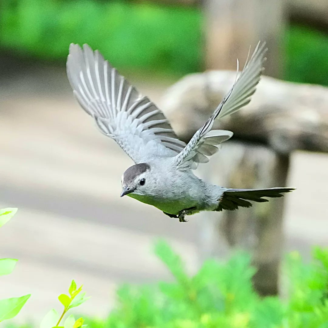 romanewyork's tweet photo. Gray Catbird and Hummingbird clearwing Moth at Shakespeare garden , Central park
#birdcpp #birdsinflight #flyingbirds #birds_in_flight #catbird @BirdCentralpark #hummingbirdclearwingmoth https://t.co/04QbOYWtMT