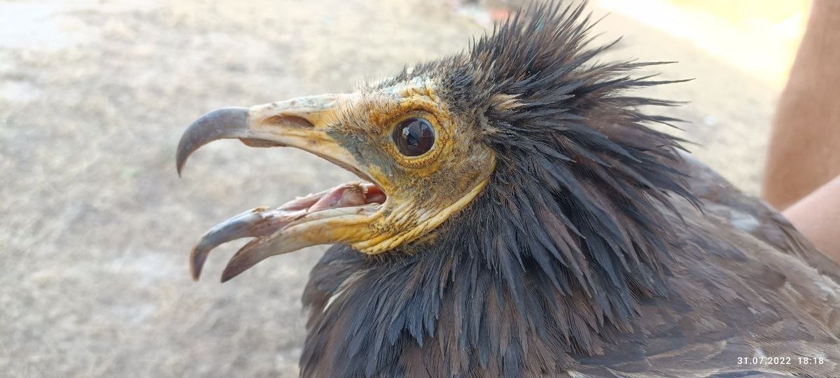 DrRJBurnside's tweet photo. The fieldteam have tagged a total of 5 adult Egyptian vultures near Samarkand, Uzbekistan. 

Welcome to Guzar, Hissar, Johny, Sofia and Shirin, the adult vultures. 

Updates on their movements will be available on https://t.co/3dY9bgVJCI 

@HawkConservancy @_OSME @orientbirdclub https://t.co/jnT1ZHKp3R