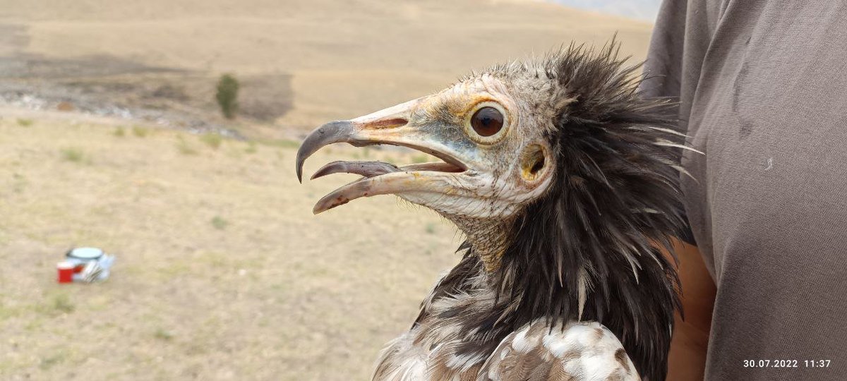 DrRJBurnside's tweet photo. The fieldteam have tagged a total of 5 adult Egyptian vultures near Samarkand, Uzbekistan. 

Welcome to Guzar, Hissar, Johny, Sofia and Shirin, the adult vultures. 

Updates on their movements will be available on https://t.co/3dY9bgVJCI 

@HawkConservancy @_OSME @orientbirdclub https://t.co/jnT1ZHKp3R