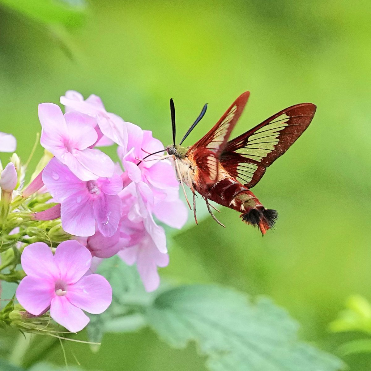 romanewyork's tweet photo. Gray Catbird and Hummingbird clearwing Moth at Shakespeare garden , Central park
#birdcpp #birdsinflight #flyingbirds #birds_in_flight #catbird @BirdCentralpark #hummingbirdclearwingmoth https://t.co/04QbOYWtMT