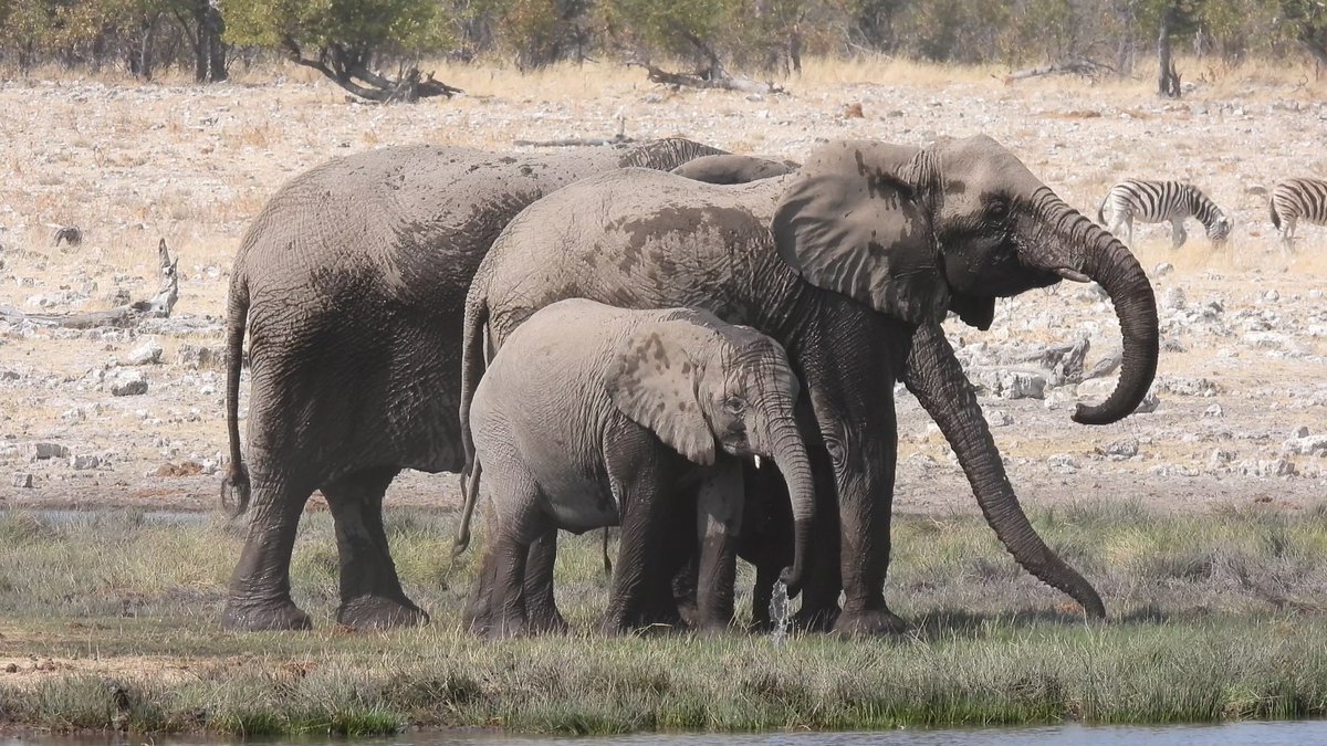 NaturetasticWH's tweet image. Today is #InternationalElephantDay and I was lucky to see lots in Namibia last month. My latest Naturetastic film is all about Elephant facts and the threats they face. 

Click the link to watch… 🐘 🐘 🐘 
youtu.be/WTGpAOIeq00