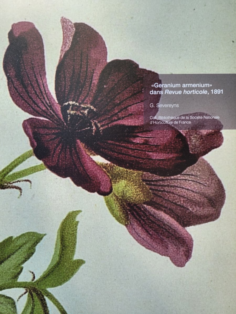 Avec "Jardins. La Belle Epoque !", la Maison Bergès se pare de #fleurs grâce aux incroyables #collections de <a href="/laSNHF/">Société Nationale d'Horticulture de France</a> 

Cannas, glycines, roses, zinnias... retrouvez toutes les fleurs, stars de la Belle Époque, sur hortalia.org 

#jardins1900

<a href="/CDIsere/">Isère</a> <a href="/IsereCulture/">Culture.Isère</a>