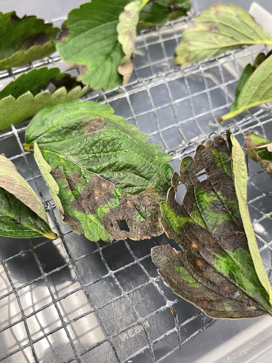 cahsuguinoshita's tweet photo. Got back from #PlantHealth2022 and surprise!!! Just got a sample to identify Neopestalotiopsis spp. causing #leafspot ! We are ready for Florida Strawberry Season 2022-2023 at the @UFGulfCoastREC 🍓🍓 https://t.co/LFjGYwHWyi