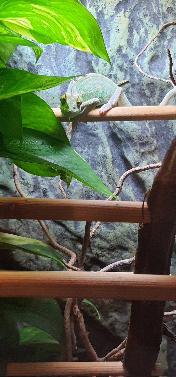 Highbreedreps's tweet photo. Our new baby female Yamen Chameleon!! After careful consideration,we have decided to start our breeding program's again. We have received many requests of morphs and reptiles. Please watch the space- we are coming back!! https://t.co/Ajp54go955