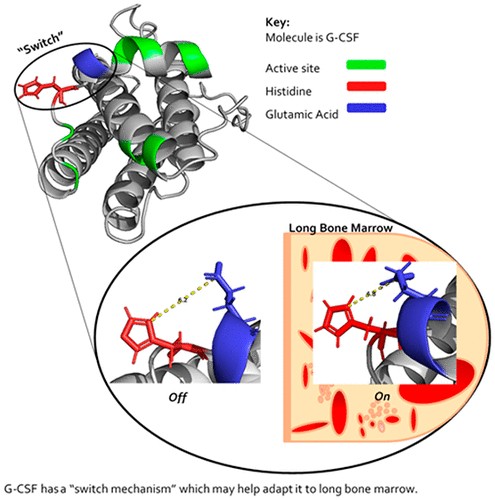 ACS Publications Bio & Med Chem Content (@acsbiomed) on Twitter photo New in #ACSMolecularPharmaceutics! See how Kellerman, Dalby and coauthors have employed NMR to reveal functionally different native structures of granulocyte colony-stimulating factor (G-CSF) at room temperature and at 37C.  Access the article here:  go.acs.org/1TG New in #ACSMolecularPharmaceutics! See how Kellerman, Dalby and coauthors have employed NMR to reveal functionally different native structures of granulocyte colony-stimulating factor (G-CSF) at room temperature and at 37C.  Access the article here:  go.acs.org/1TG