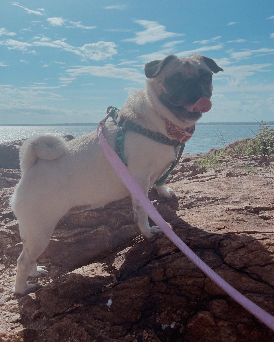 ItsMatchaThePug's tweet photo. 🎶 sooooft kisses on a summers daaay 🎶 #beachday #lighthouseviews #FridayFeeling #MatchaThePug https://t.co/UZgjZIC47P