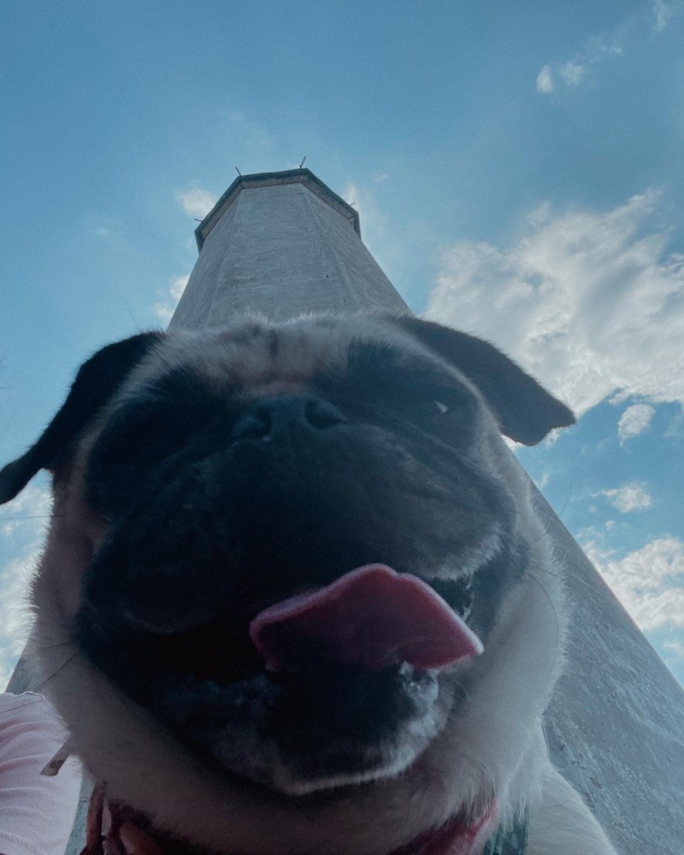 ItsMatchaThePug's tweet photo. 🎶 sooooft kisses on a summers daaay 🎶 #beachday #lighthouseviews #FridayFeeling #MatchaThePug https://t.co/UZgjZIC47P