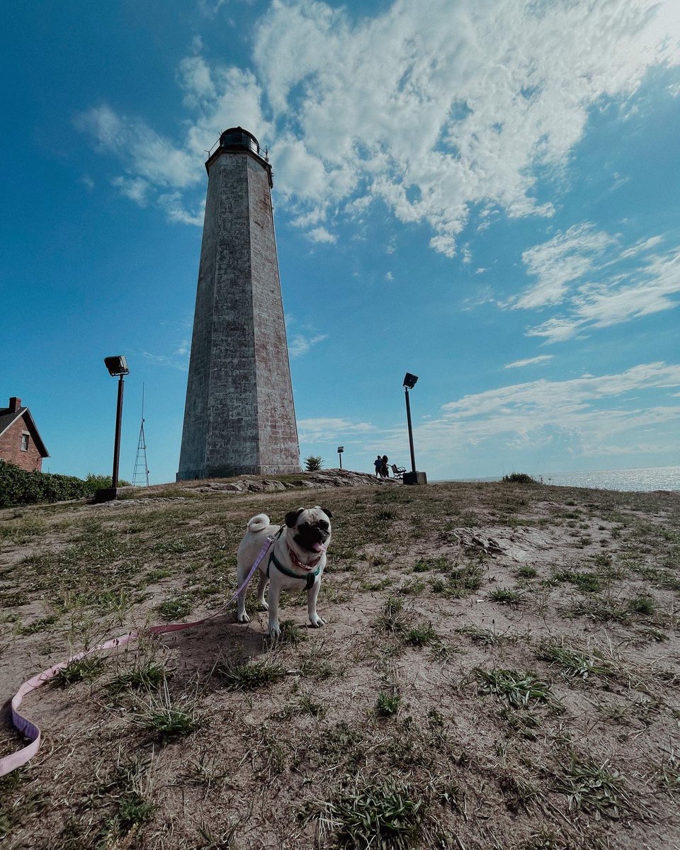 ItsMatchaThePug's tweet photo. 🎶 sooooft kisses on a summers daaay 🎶 #beachday #lighthouseviews #FridayFeeling #MatchaThePug https://t.co/UZgjZIC47P