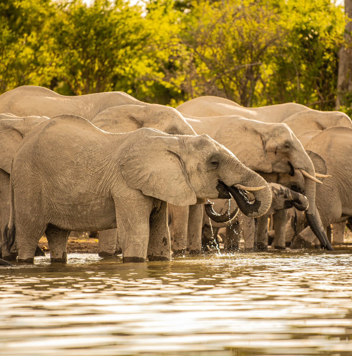 African Parks tweet media