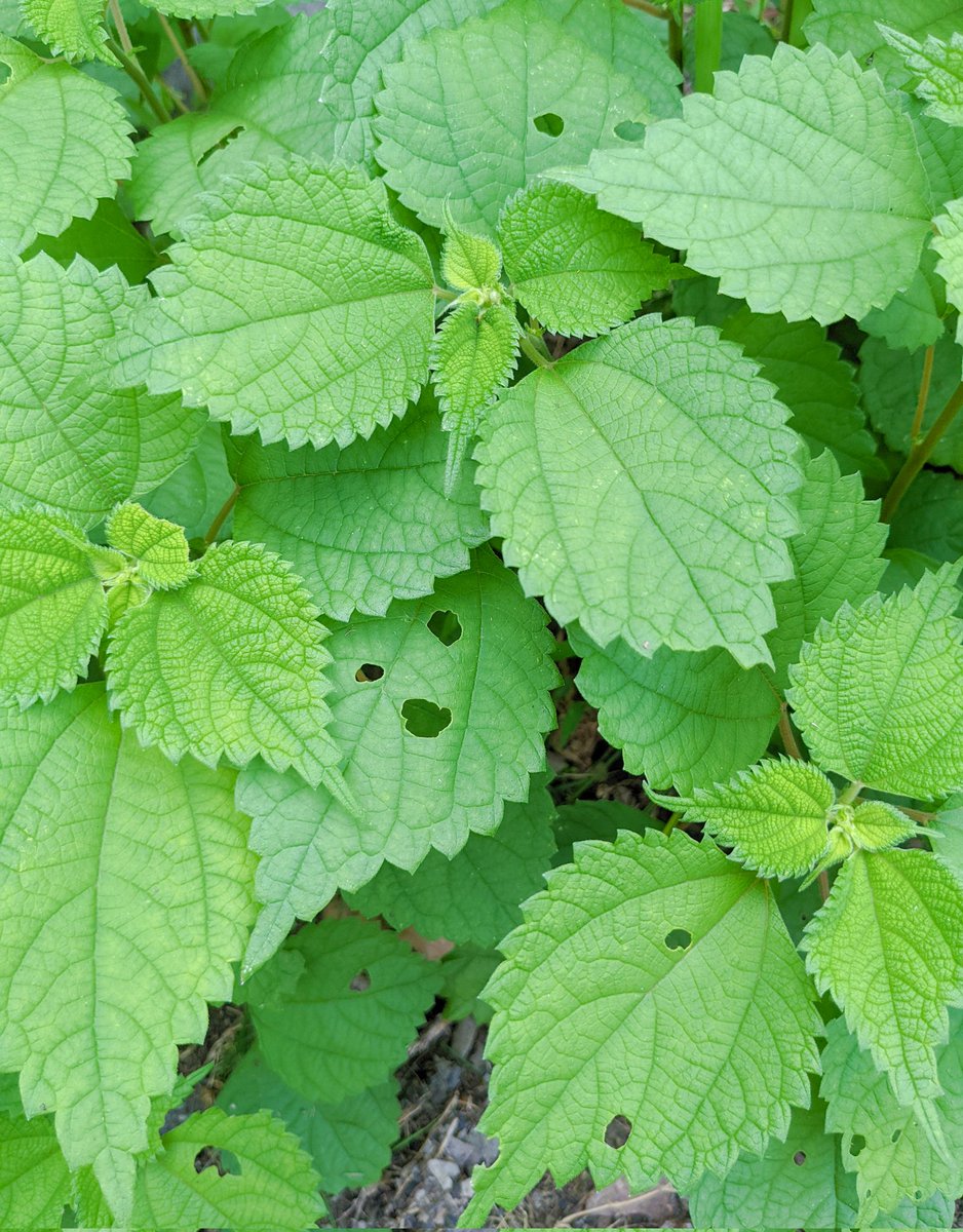 dorygreendory's tweet image. くすくす笑い顔〜♪
元気になるョ
#身近なもののけのこだまたち #sharingnature #はっぱ