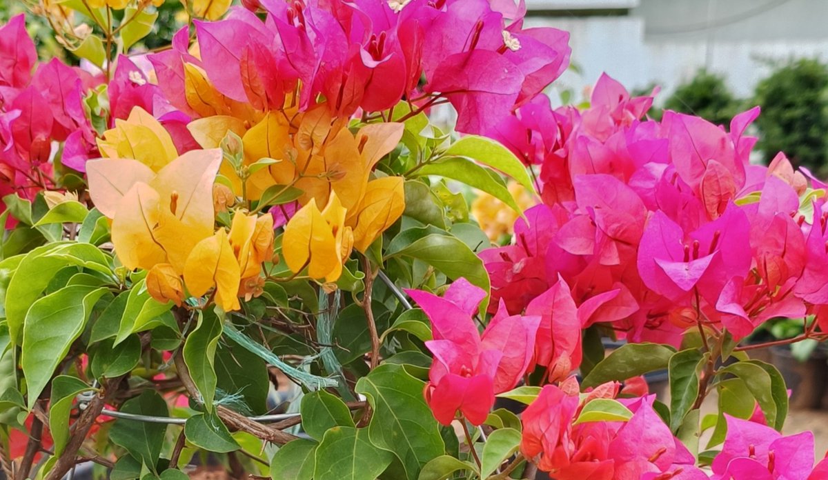 TheMutta435's tweet photo. @OPPOIndia shot on #OPPOReno8Series https://t.co/cHnNpZ7C2z