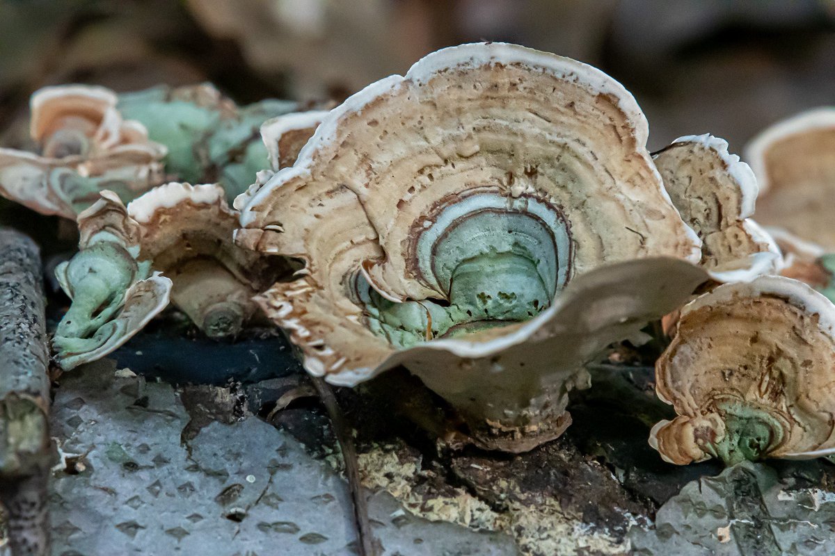 JamesFalletti's tweet photo. Happy #Fungus Friday ๐
Yellow Curtain Crust
๐ Stereum subtomentosum
#wildnewjersey #simplynjshots #njradiant #njshooterz #nikon #nature #naturelovers #naturephotography #naturelover #newjerseynature #mushroom #mushrooms #fungusfriday #fungusphotography
@NikonUSA https://t.co/nUIuiYzJsN